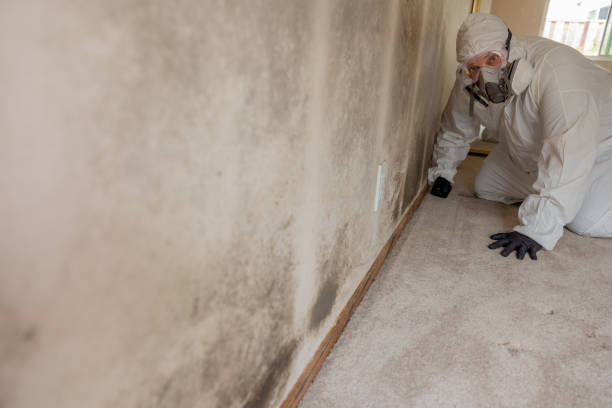 Best Mold Odor Removal Services  in Newhall, IA